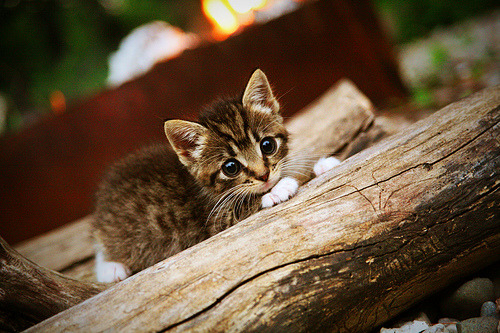 开云官网APP下载-博卡防守缺口频现，被多次穿插破防，博卡啥意思