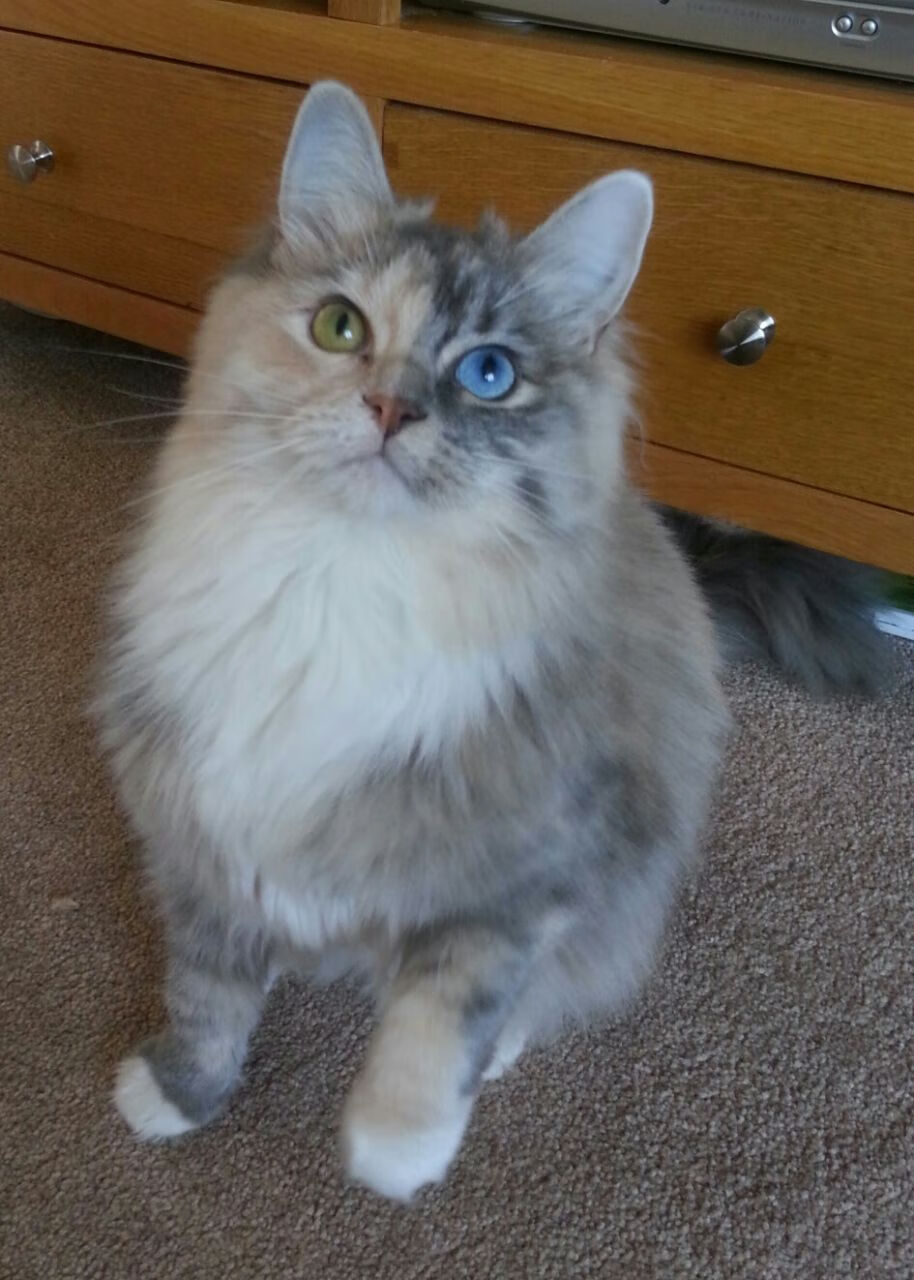 德雷塞尔蝉联蝶泳冠军引爆泳池,德雷塞尔游泳比赛视频