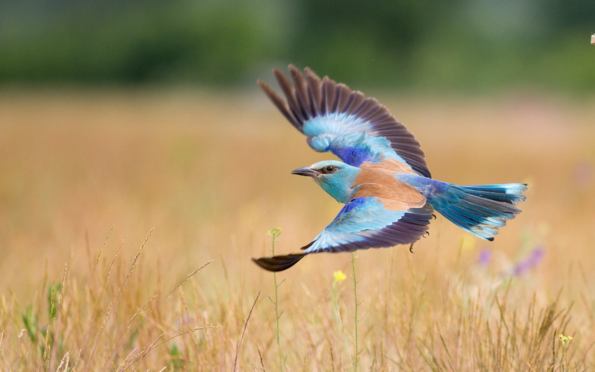 最常使用投篮假动作的球员是谁，投篮假动作传球怎么按