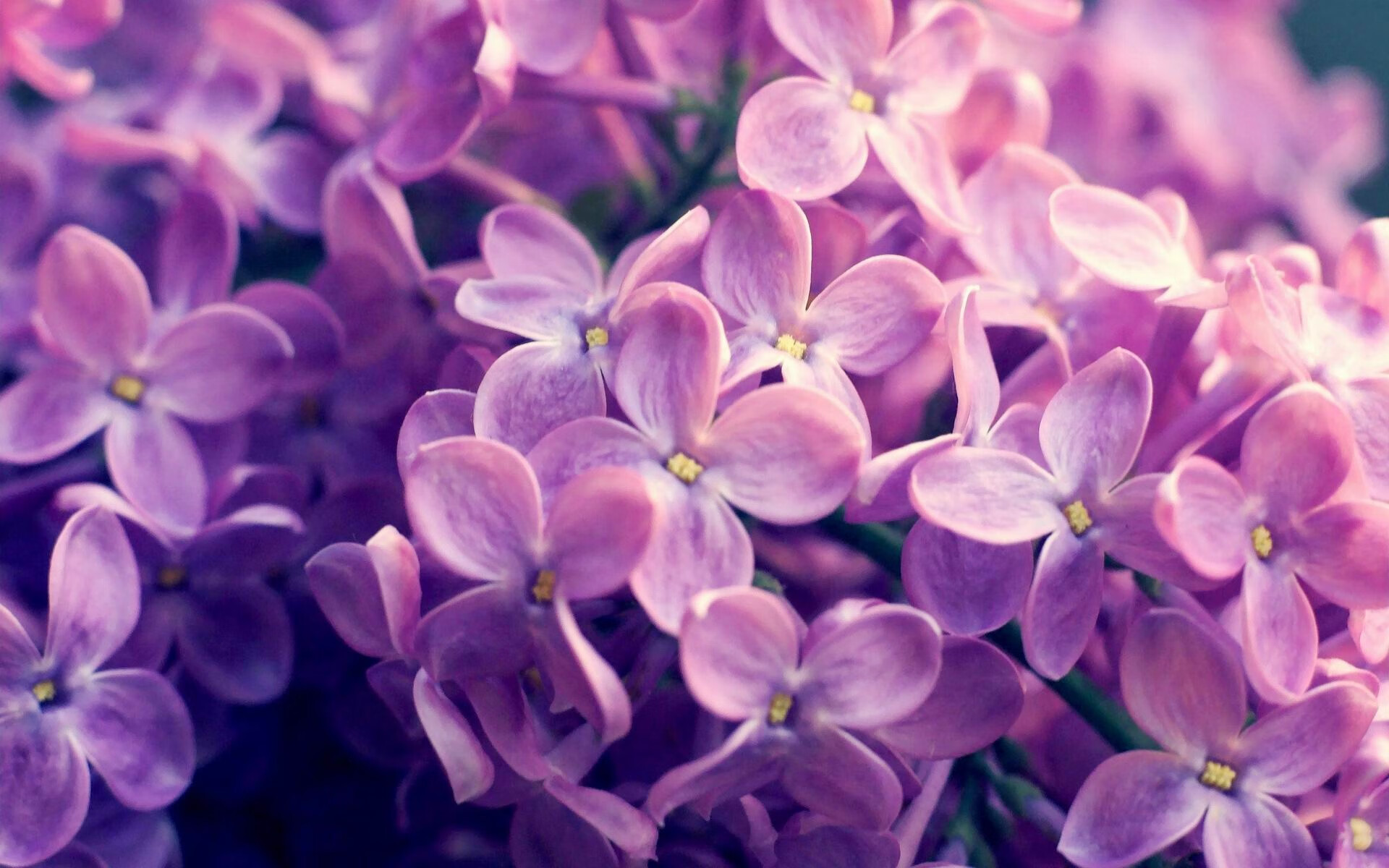 “阿根廷美洲狮队：崭新的面孔，未来的无穷潜力”