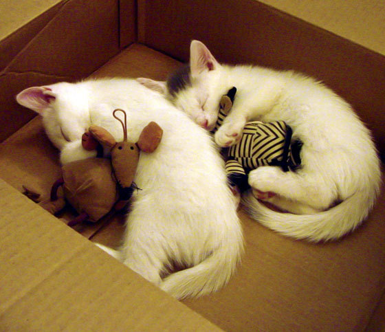 地方政府加码篮球基础建设推进全民健身深入社区基层